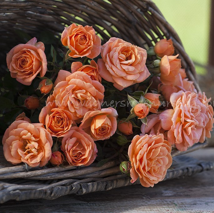 Apricot Clementine