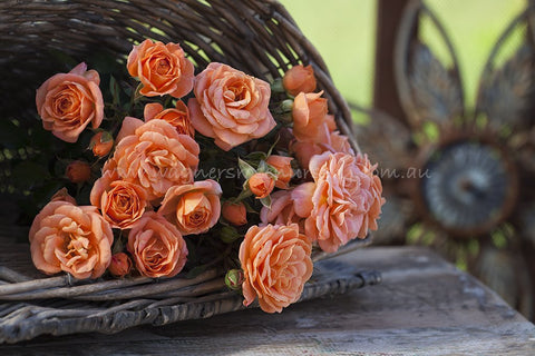 Apricot Clementine - Potted Rose