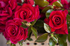 As Good As It Gets - Potted Rose