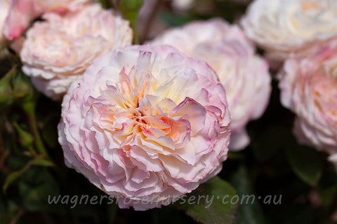 Australian Beauty - Potted Rose