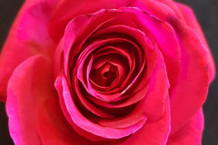 Avignon - Potted Rose