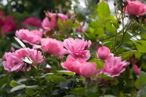 Bantry Bay Climbing - Potted Rose