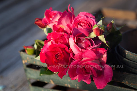 Baronne ED Rothchild - Potted Rose