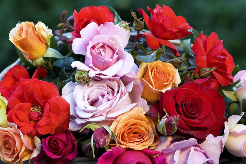 Basket of Roses Wagner s Rose Nursery