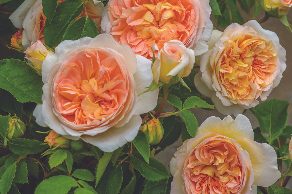 Bathsheba Clg (Auschimbley) - Potted Rose