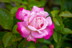 Beautiful Girl - Potted Rose