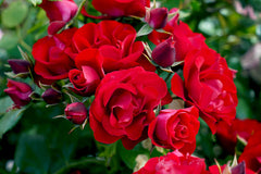 Black Forest Rose