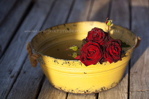 Black Magic - Potted Rose