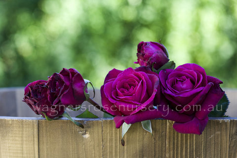 Blackberry Nip - Potted Rose