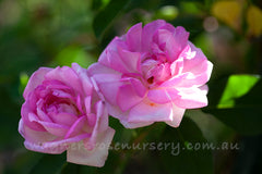 Blairii No. 2 Clg - Potted Rose