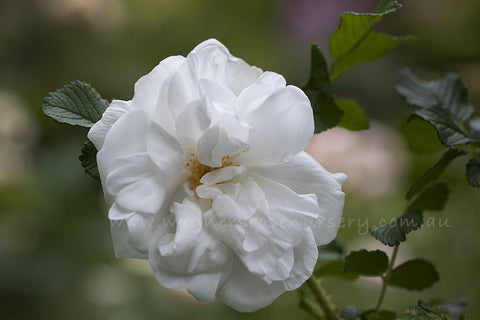 Blanc Double de Coubert - Potted Rose