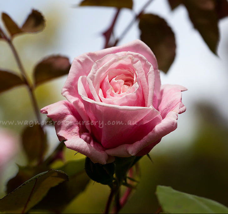 Blossomtime Clg