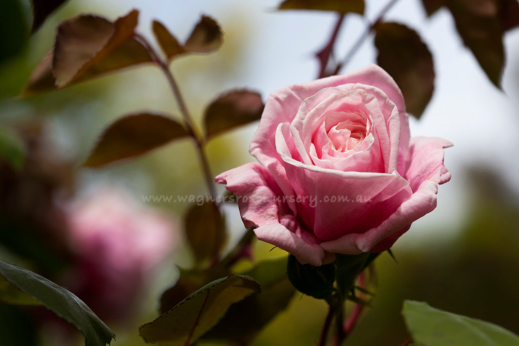 Blossomtime Clg - Potted Rose