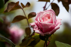 Blossomtime Clg - Potted Rose