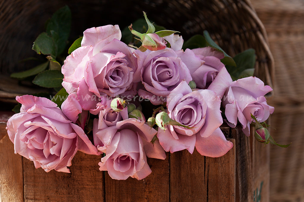 Blue Moon - Potted Rose