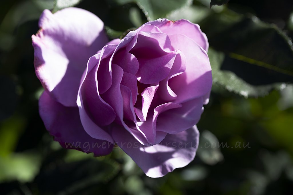 Blueberry Hill - Potted Rose