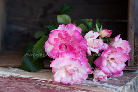 Products | Wagner's Rose Nursery