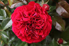 Bordeaux - Potted Rose