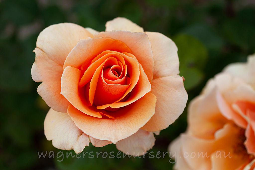 Brandy - Potted Rose