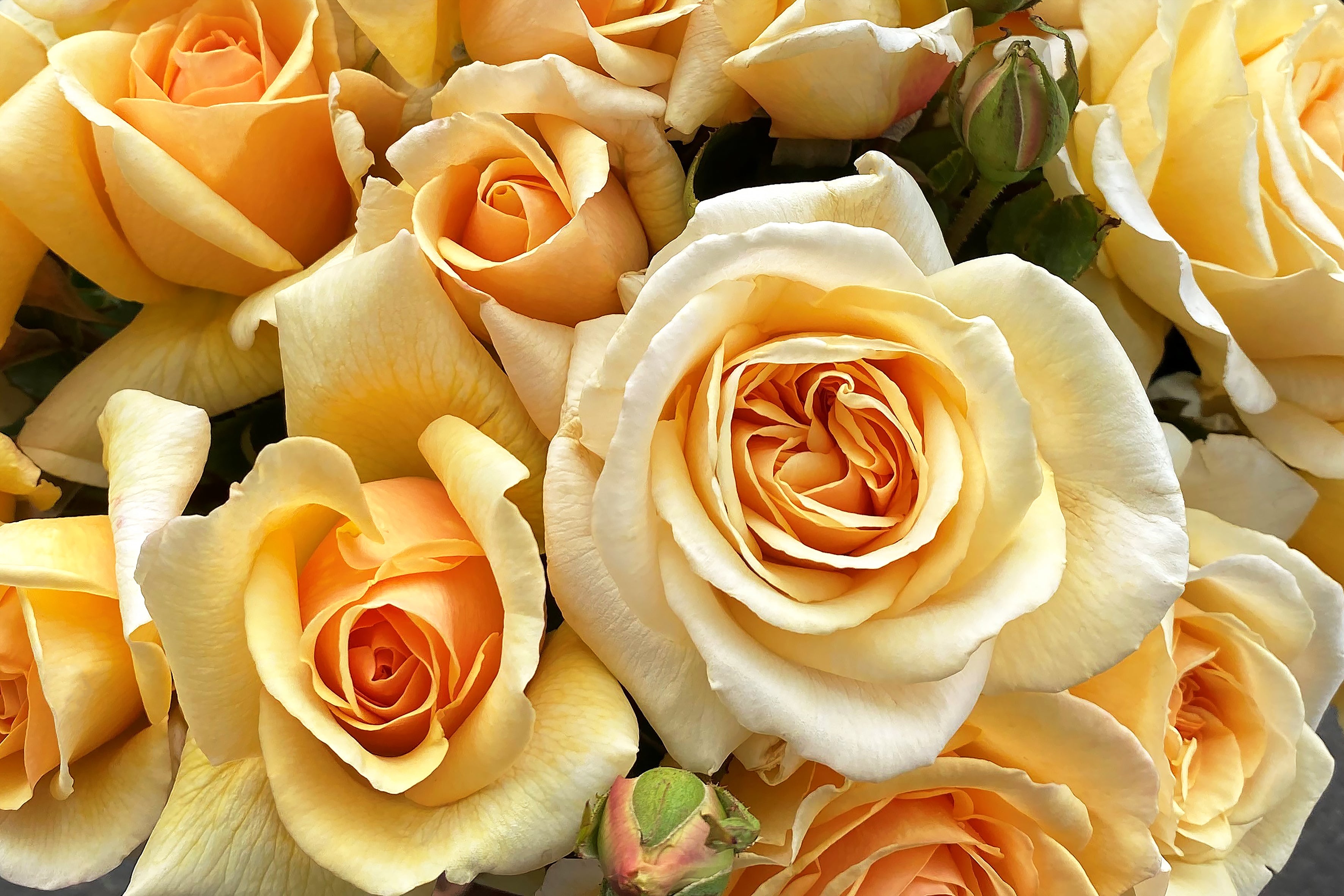 90cm Roses Bruce's Dream™ - 90cm/3ft Standard | Wagner's Rose Nursery