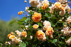 Buff Beauty Clg - Potted Rose