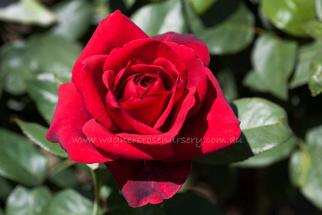 Camp David - Potted 60cm Patio Rose