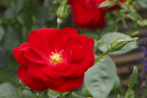 Wagner's Roses Last Chance to Buy! | Wagner's Rose Nursery