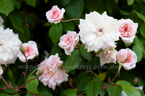 Cecile Brunner Clg - Potted Rose