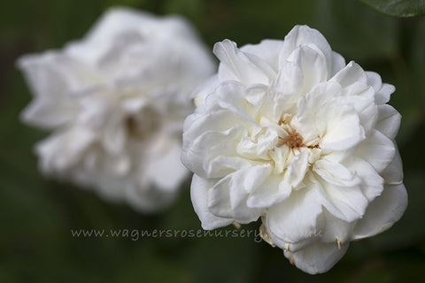 Cecile Brunner White - Potted Rose
