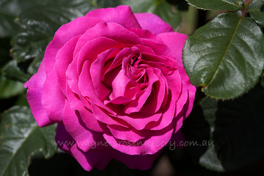 Chartreuse de Parme - Potted Rose