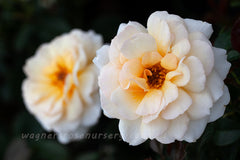 Chateau Versailles - Potted Rose