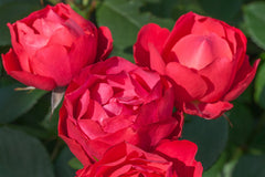 Cherry Bonica - Potted Rose