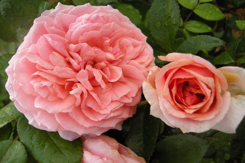 Chippendale - Potted Rose