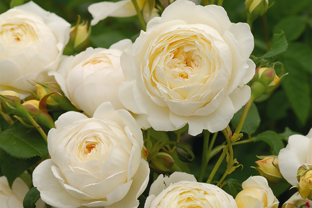 Claire Austin Clg® (Ausprior) - Potted Rose