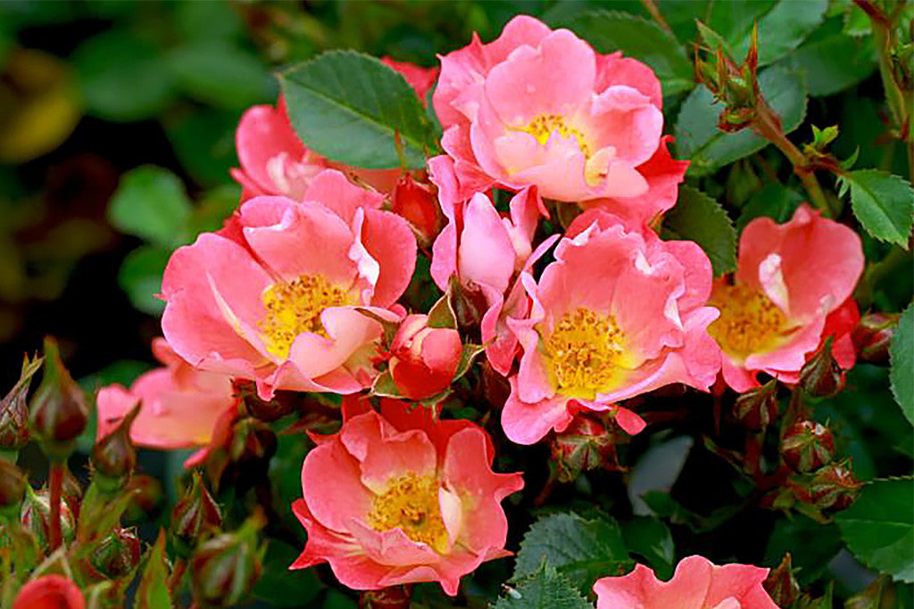 Wagner's Roses Coco | Wagner's Rose Nursery