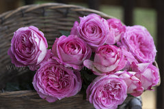 Coconut Ice - Potted Rose
