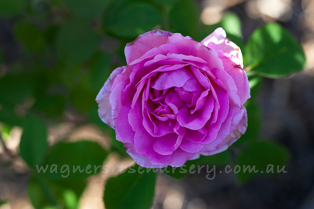Comte de Chambord - Potted Rose