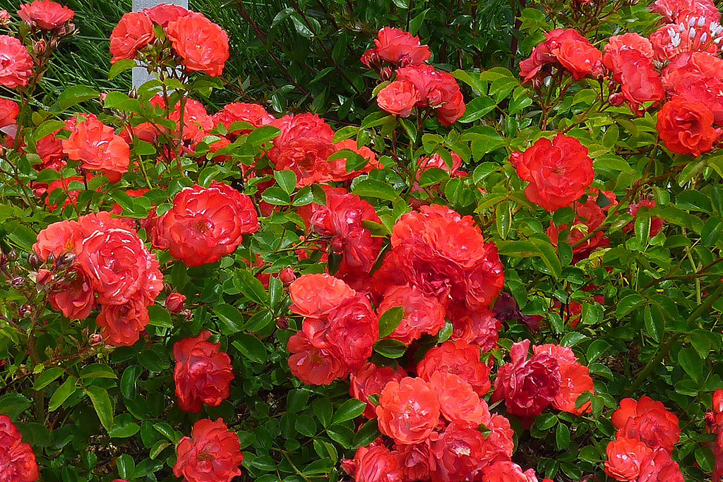 Coral Drift®