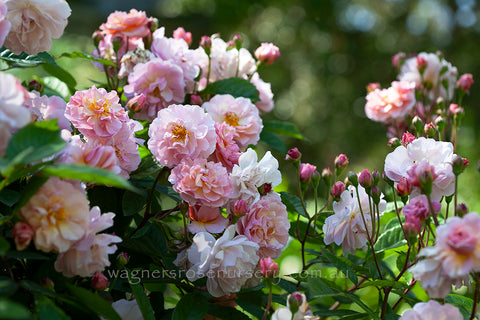 Cornelia - Potted Rose
