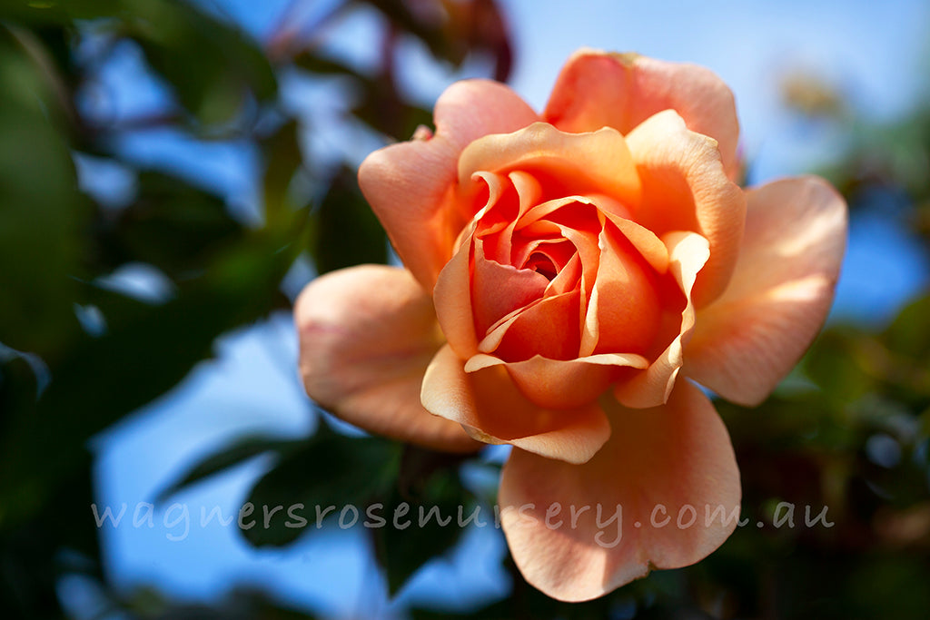 Crepuscule Clg - Potted Rose