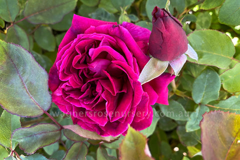 Crimson Glory - Potted Rose