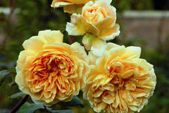 Crown Princess Margareta Clg (Auswinter) - Potted Rose