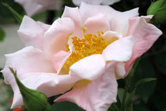 Cupid Clg - Potted Rose