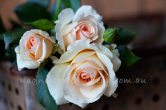 Custard Cream - Potted Rose