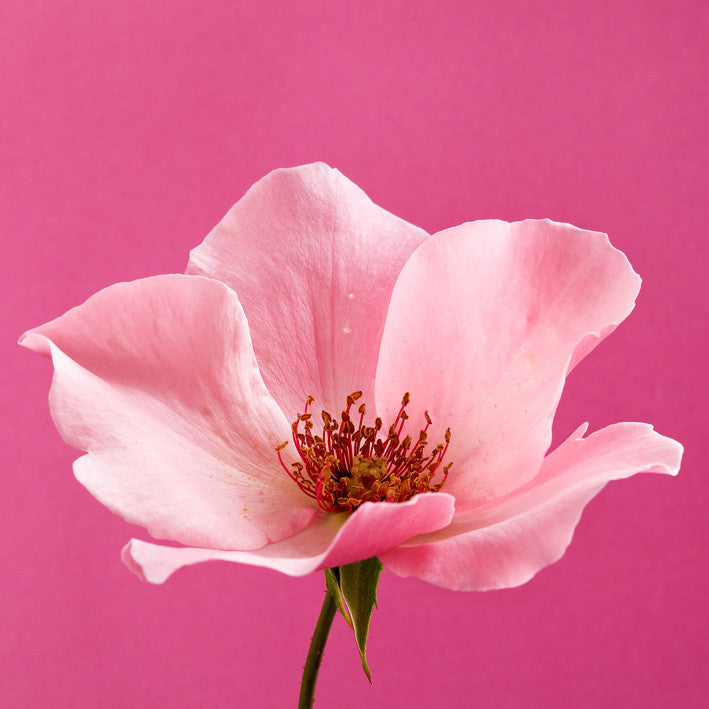 Dainty Bess