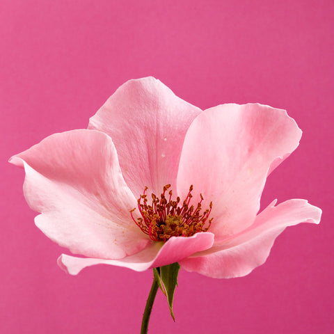 Dainty Bess