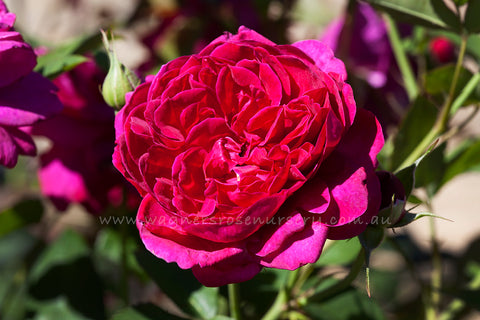 Darcey Bussell (Ausdecorum) - Potted Rose
