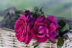 Dark Desire - Potted Rose