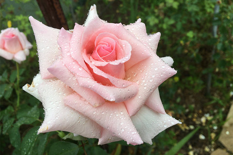 Deano - Potted Rose