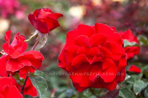 Dear Father - Potted Rose